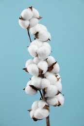 Photo of Beautiful cotton branch with fluffy flowers on light blue background