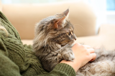 Woman with adorable Maine Coon cat at home, closeup