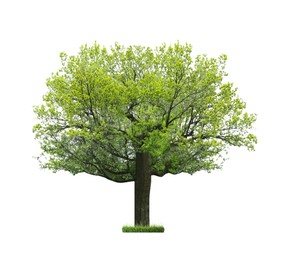 Image of Beautiful tree with green leaves isolated on white 