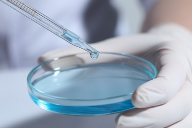 Scientist dripping liquid from pipette into petri dish at white table, closeup