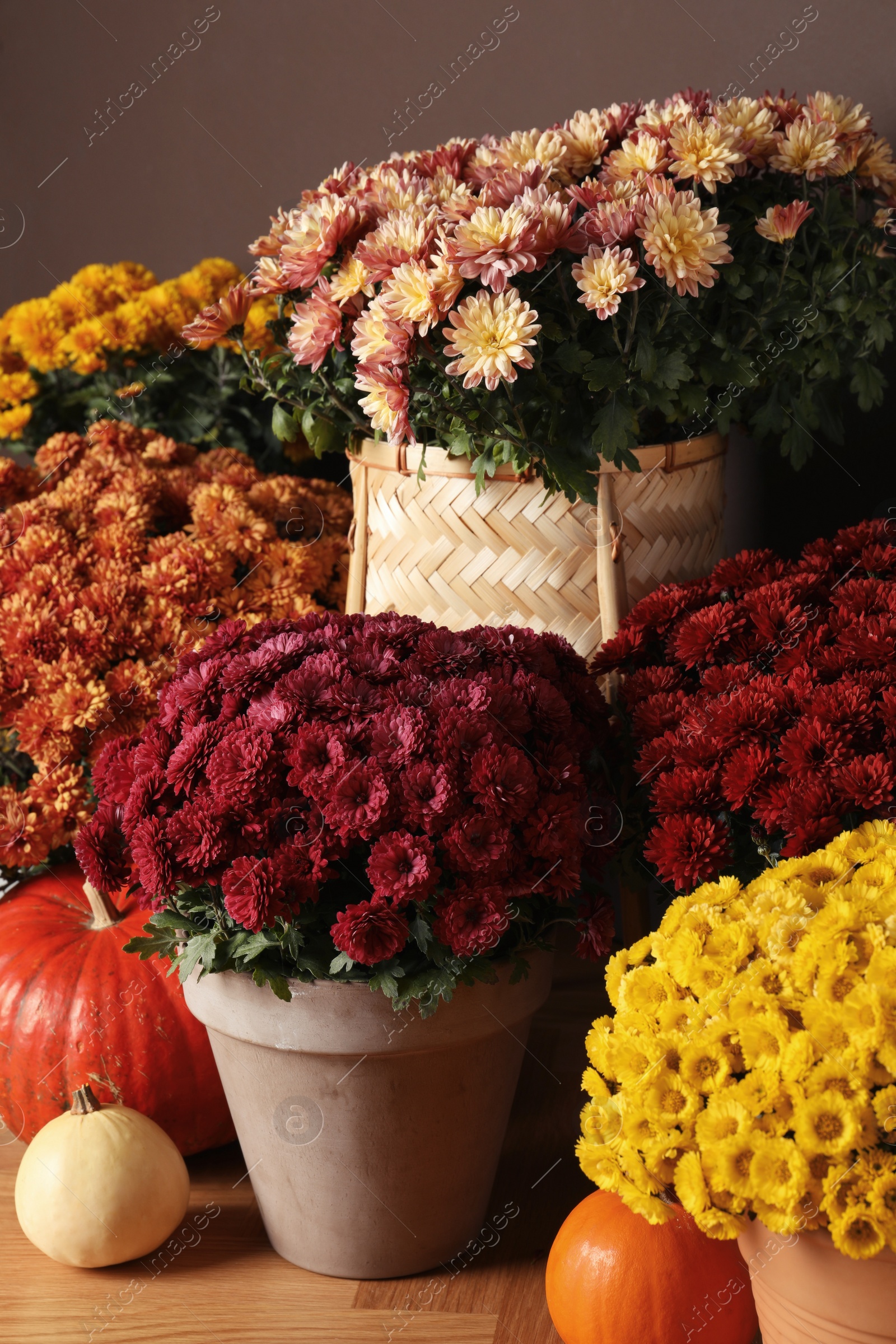 Photo of Beautiful fresh chrysanthemum flowers and pumpkins near brown wall