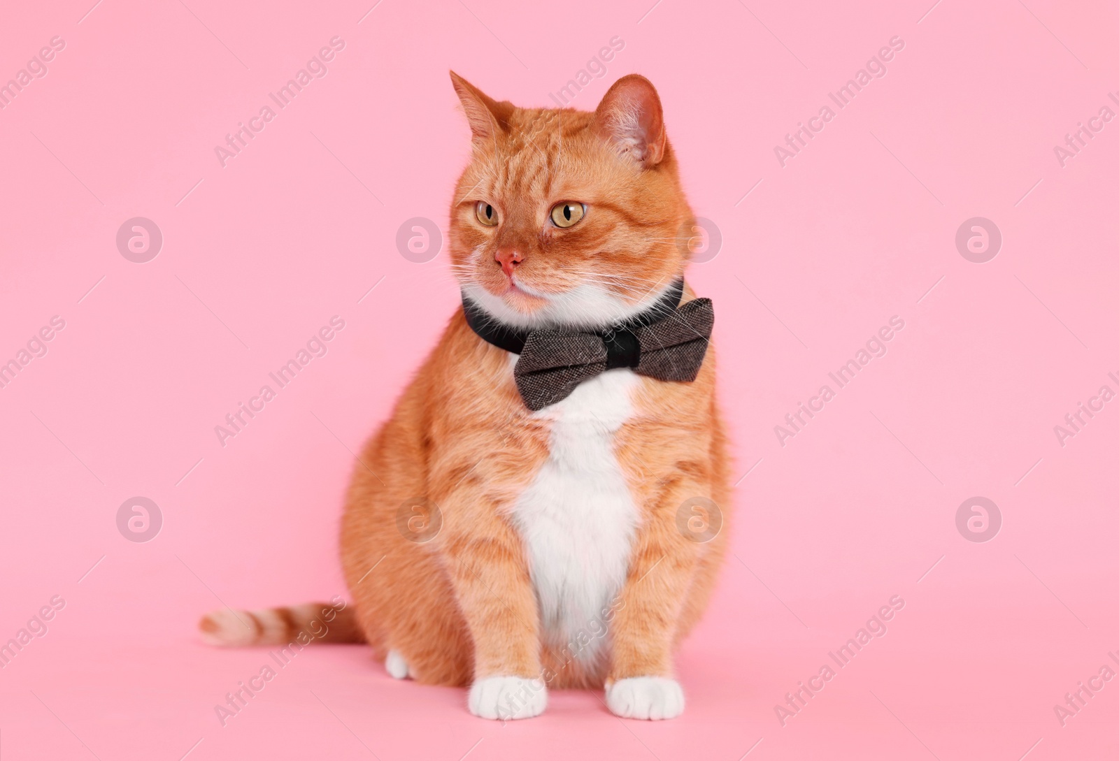 Photo of Cute cat with bow tie on pink background