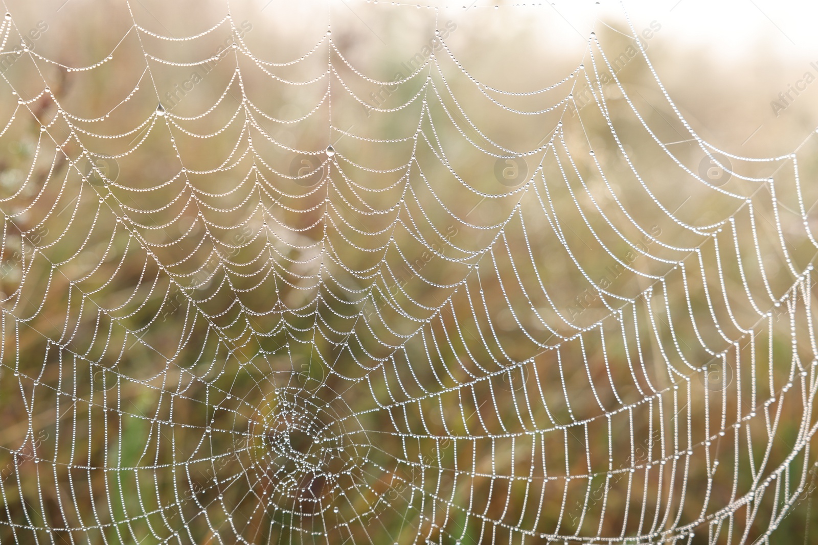 Photo of Closeup view of cobweb with dew drops on plants outdoors