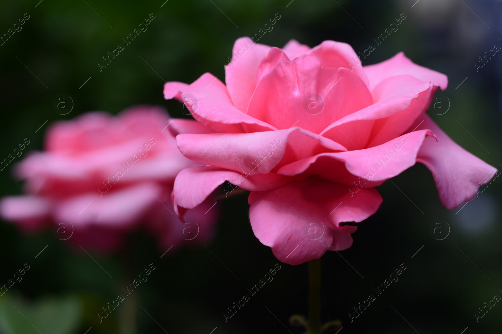 Photo of Beautiful pink rose flower on blurred background, closeup