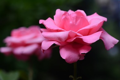 Beautiful pink rose flower on blurred background, closeup