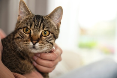 Photo of Woman petting cute tabby cat at home, closeup. Space for text