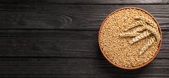Photo of Bowl of wheat grains and spikelets on black wooden table, top view. Space for text
