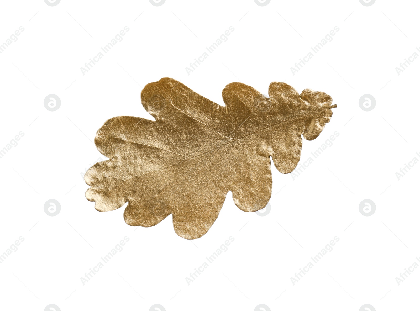 Photo of One golden oak leaf isolated on white. Autumn season