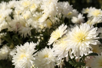 Beautiful chrysanthemum flowers growing in garden, closeup