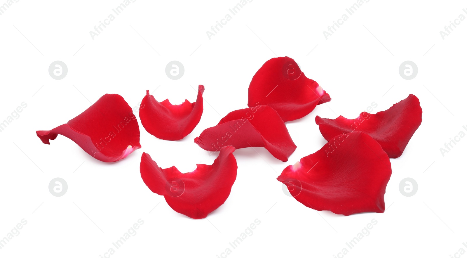 Photo of Beautiful red rose petals on white background