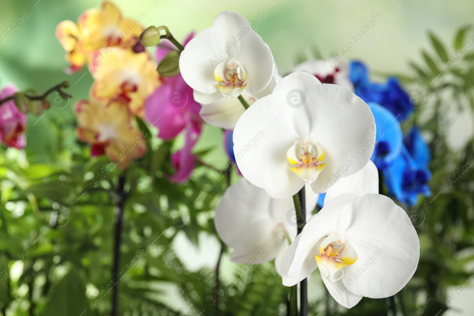 Photo of Beautiful tropical orchid flowers on blurred background