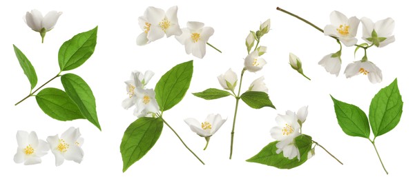 Set with beautiful tender jasmine flowers and green leaves on white background. Banner design 