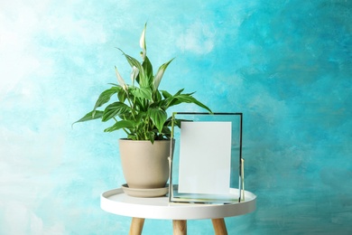 Spathiphyllum plant and photo frame on table near color wall, space for design. Home decor