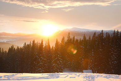 Photo of Picturesque view of winter conifer forest at sunset