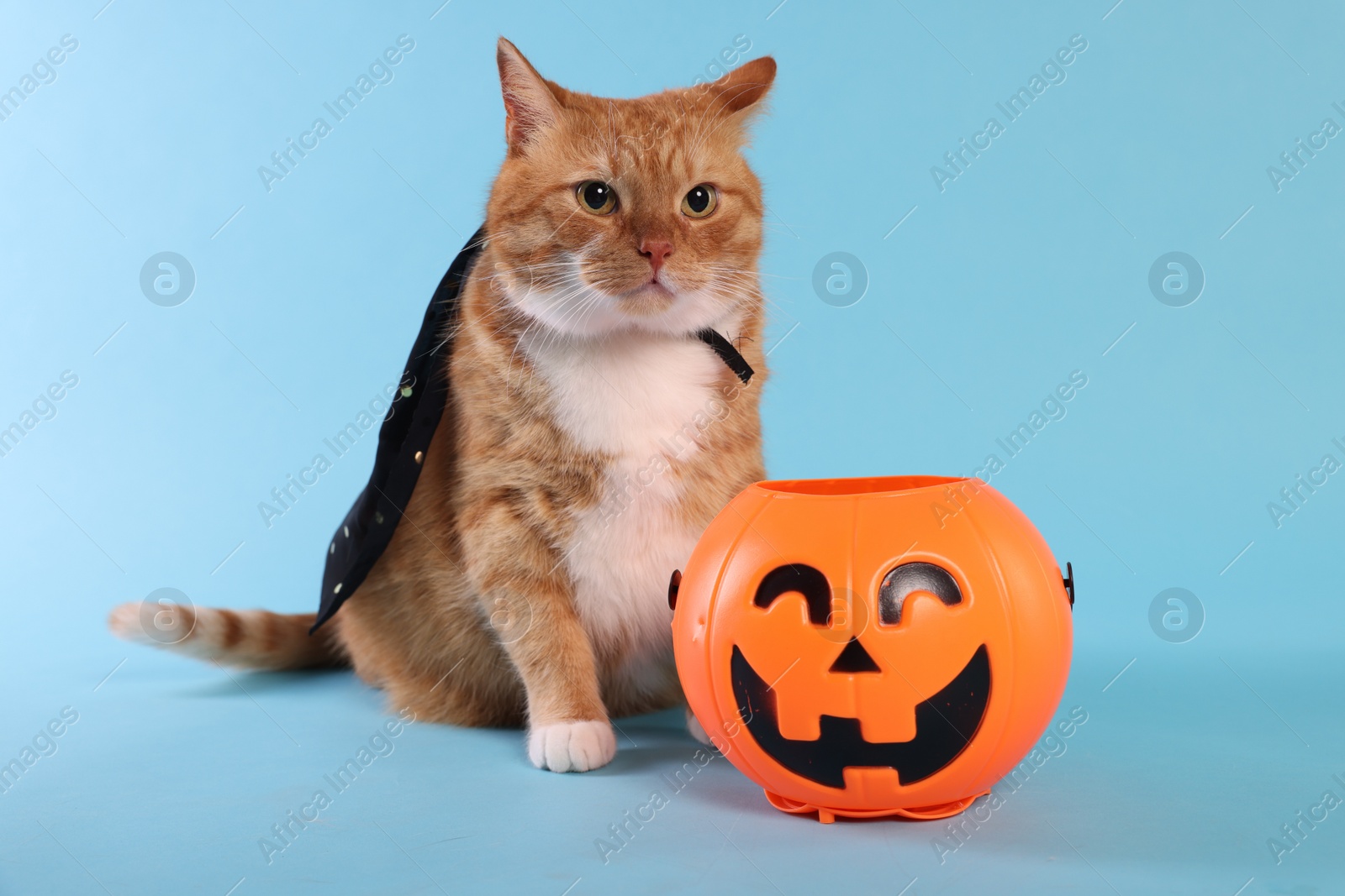 Photo of Cute ginger cat in cloak with Halloween bucket on light blue background