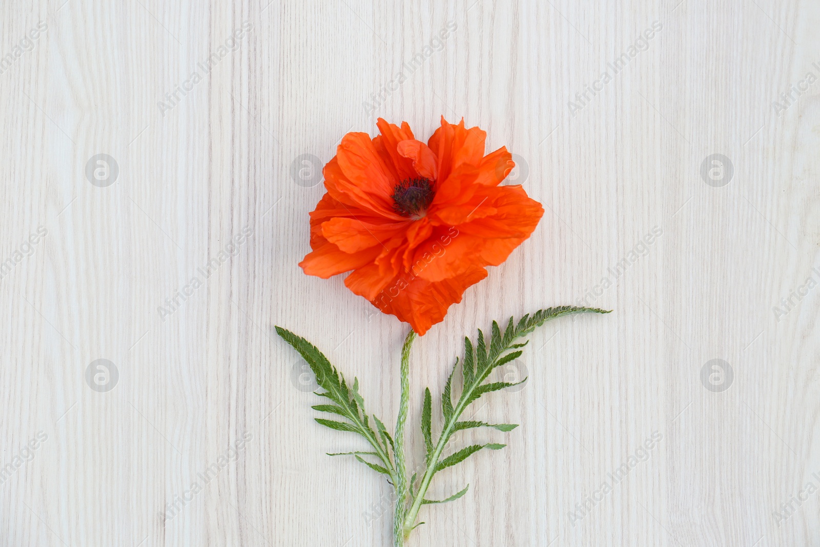 Photo of Beautiful bright red poppy flower on white wooden background, top view