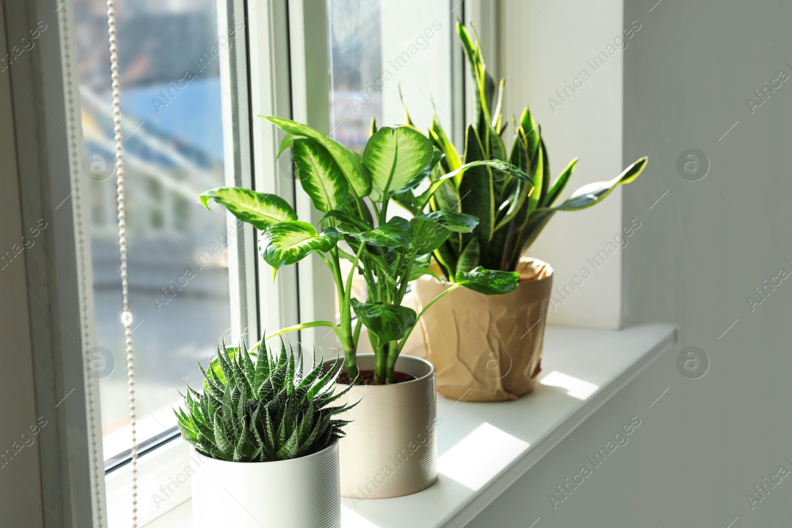 Photo of Different potted plants near window at home