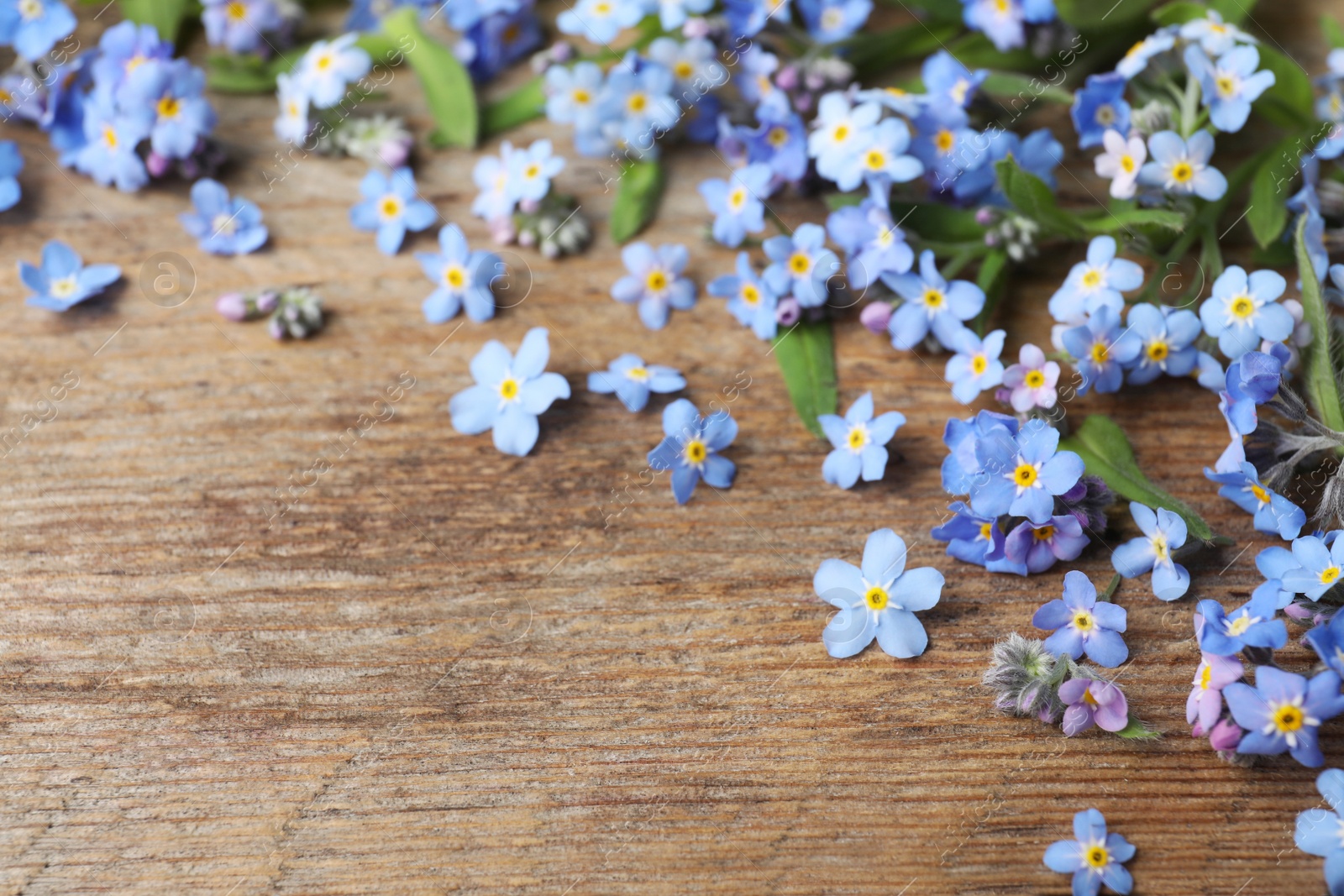 Photo of Beautiful forget-me-not flowers on wooden background, space for text