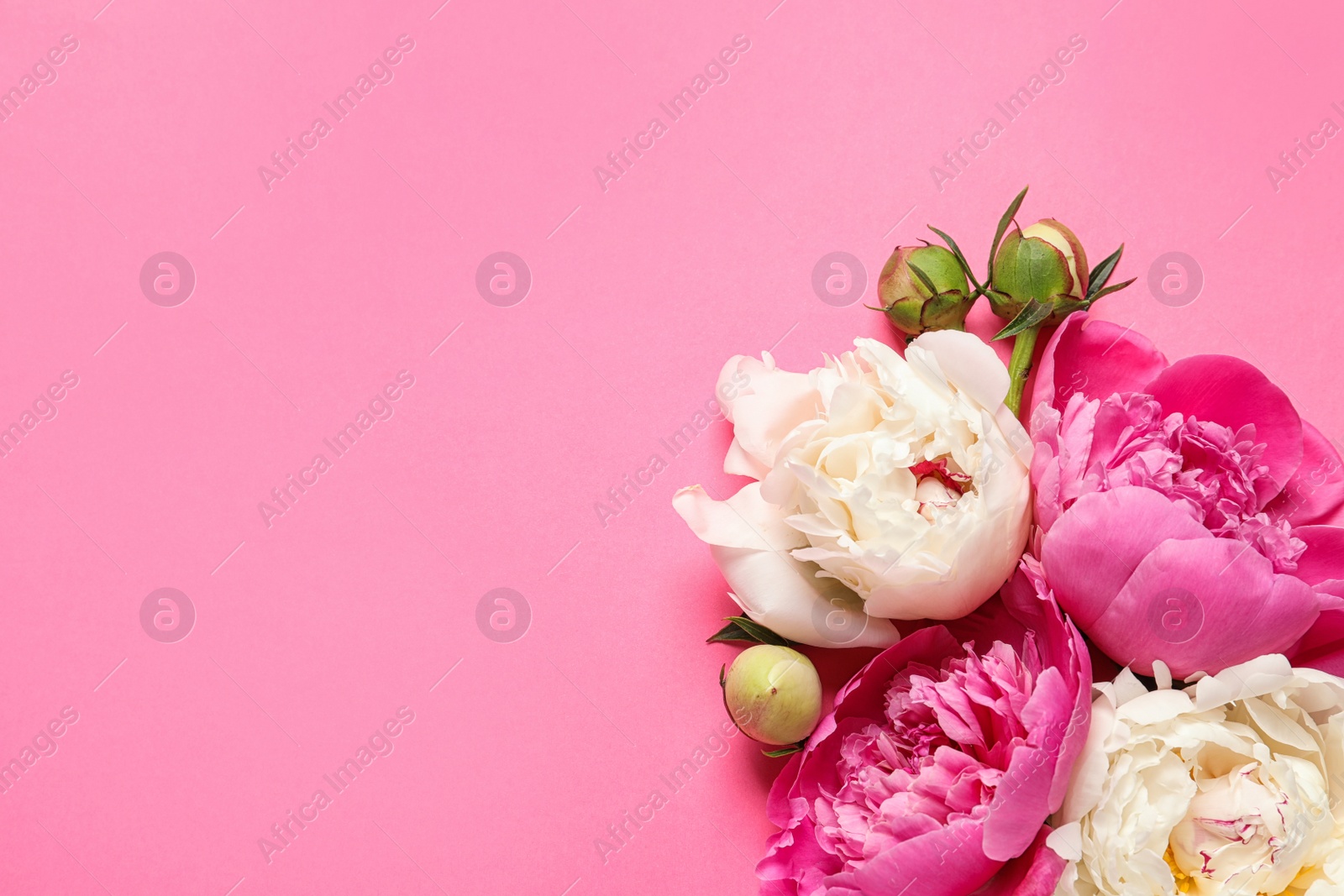 Photo of Beautiful peonies on color background, flat lay with space for text