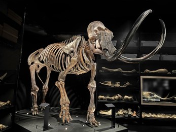 Life size skeleton of mammoth in museum