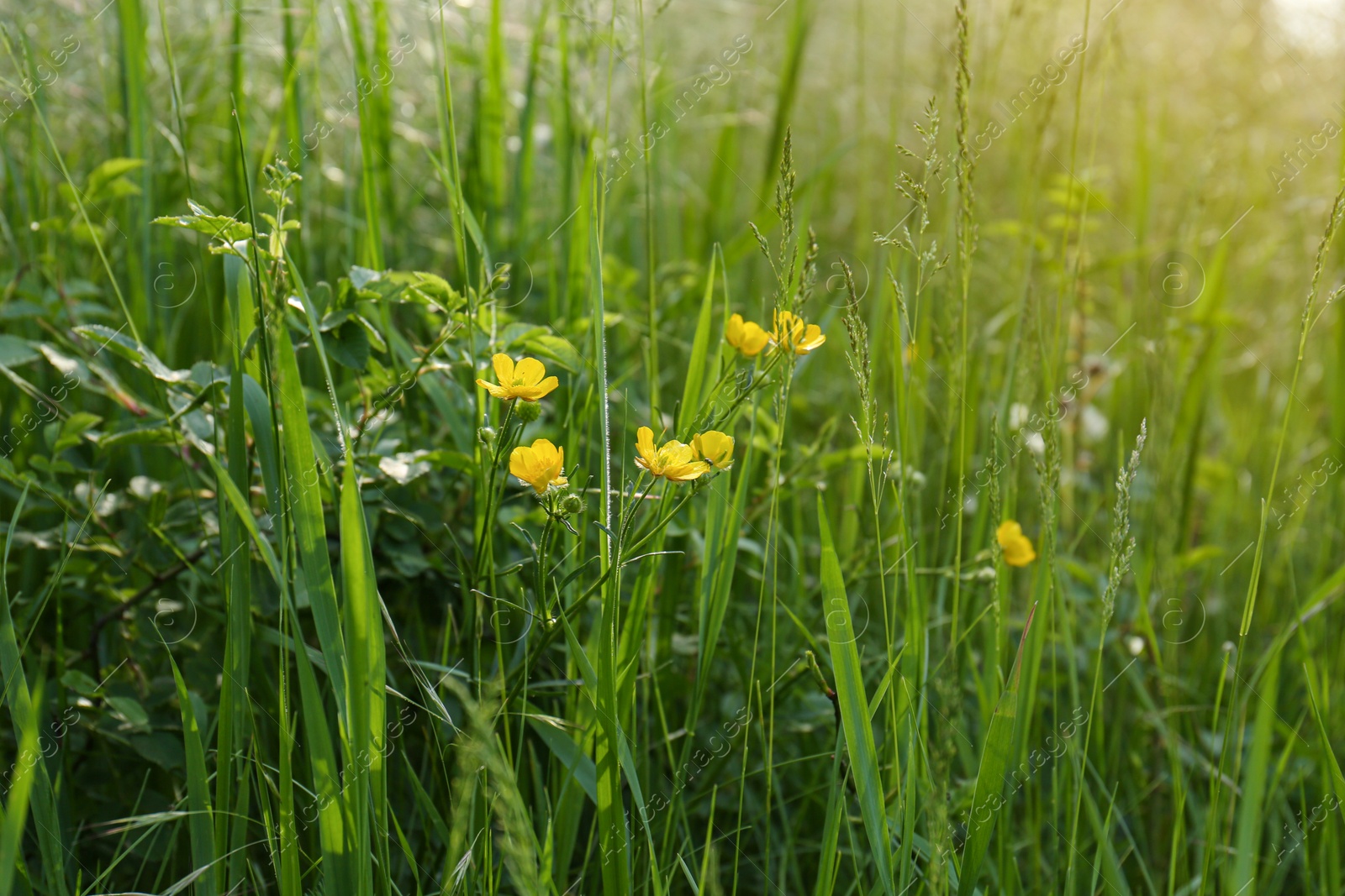 Photo of Beautiful yellow buttercup flowers growing in green grass outdoors, closeup