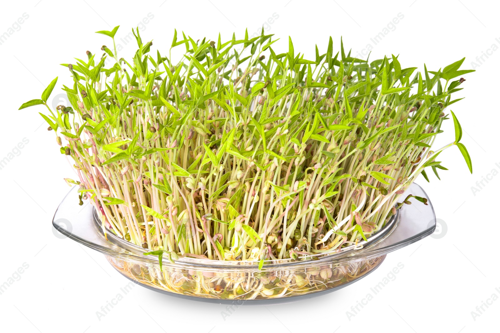 Photo of Mung bean sprouts in glass dish isolated on white