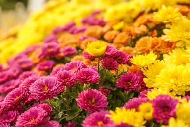 Photo of View of fresh beautiful colorful chrysanthemum flowers