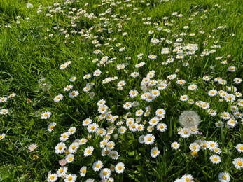 Beautiful white daisy flowers, dandelions and green grass growing outdoors