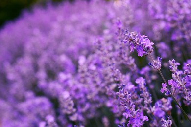 Photo of Beautiful blooming lavender plants on summer day, closeup
