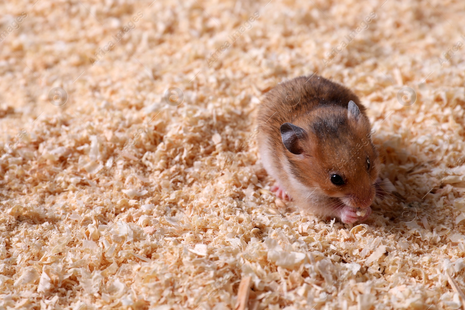 Photo of Cute little fluffy hamster on wooden shavings. Space for text