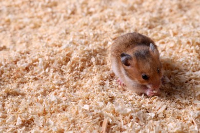 Cute little fluffy hamster on wooden shavings. Space for text