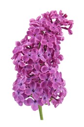 Beautiful fragrant lilac flowers on white background