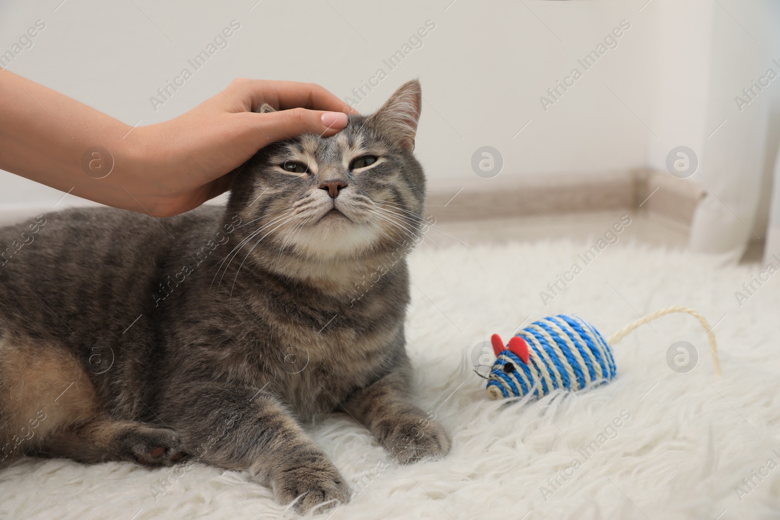 Photo of Woman stroking her grey tabby cat at home, closeup. Cute pet