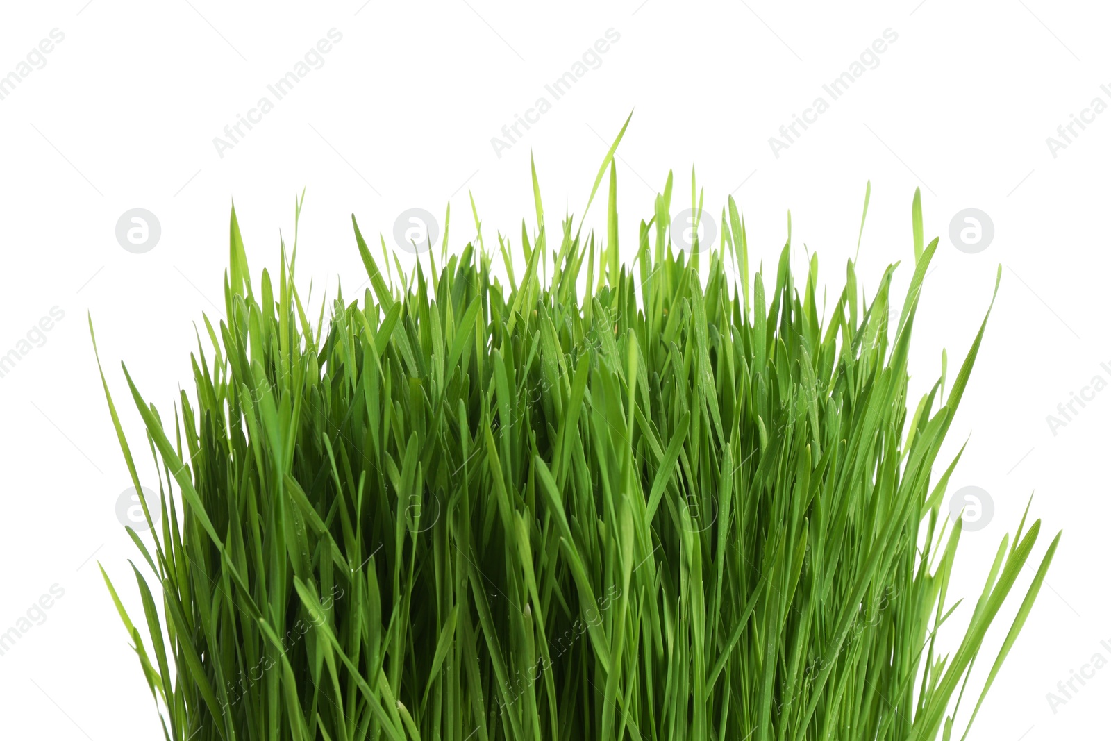 Photo of Fresh green wheat grass on white background