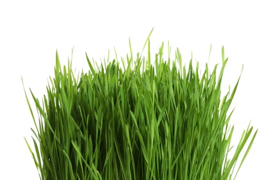 Fresh green wheat grass on white background