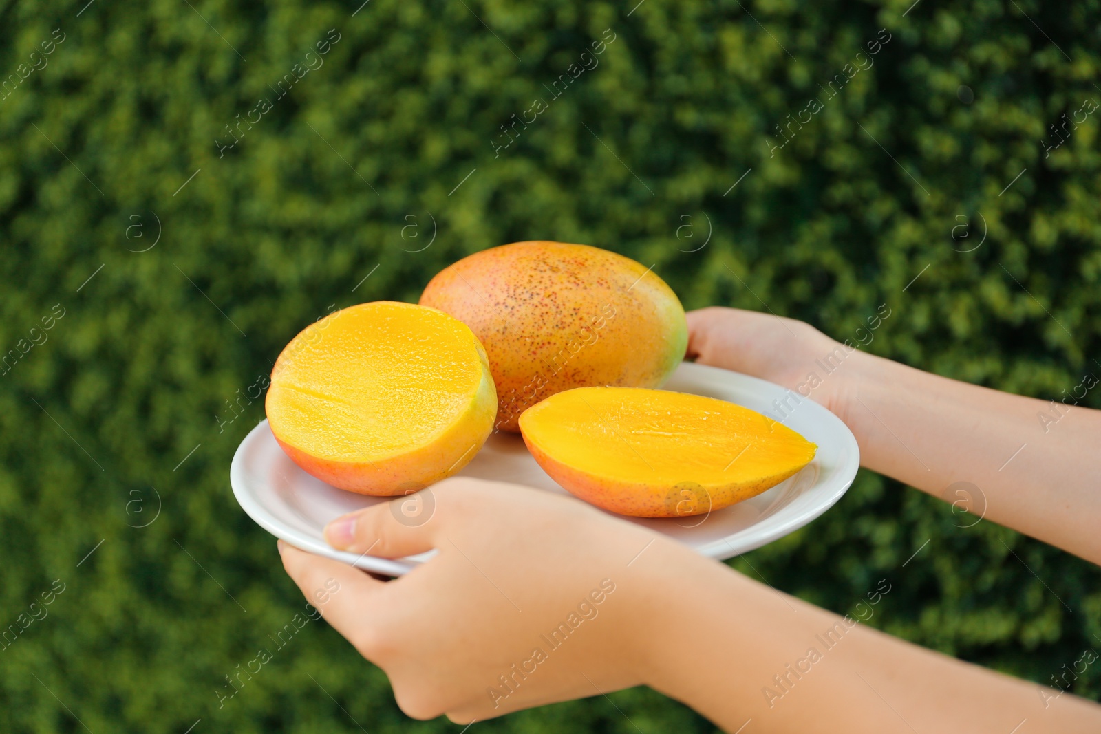 Photo of Woman holding plate with ripe juicy mango outdoors, closeup