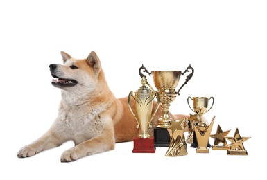 Photo of Adorable Akita Inu dog with champion trophies on white background