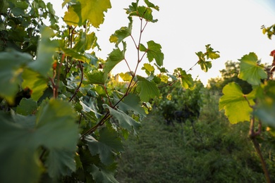 Beautiful view of vineyard on sunny day