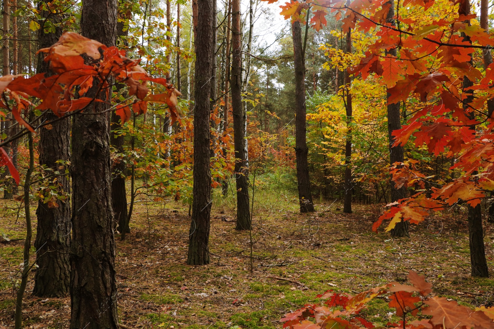 Photo of Beautiful trees with colorful leaves in forest. Autumn season