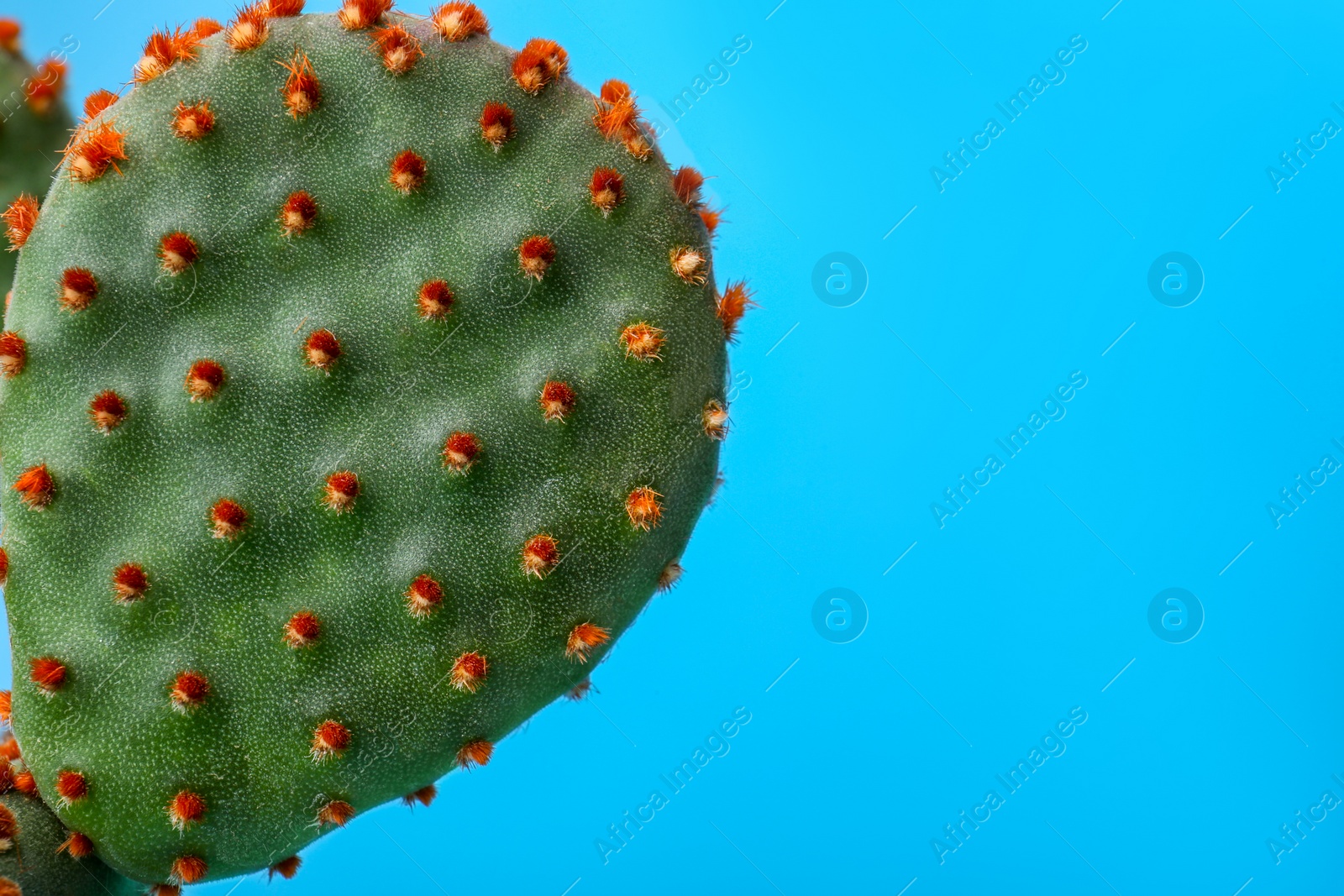 Photo of Beautiful green Opuntia cactus on light blue background, closeup. Space for text