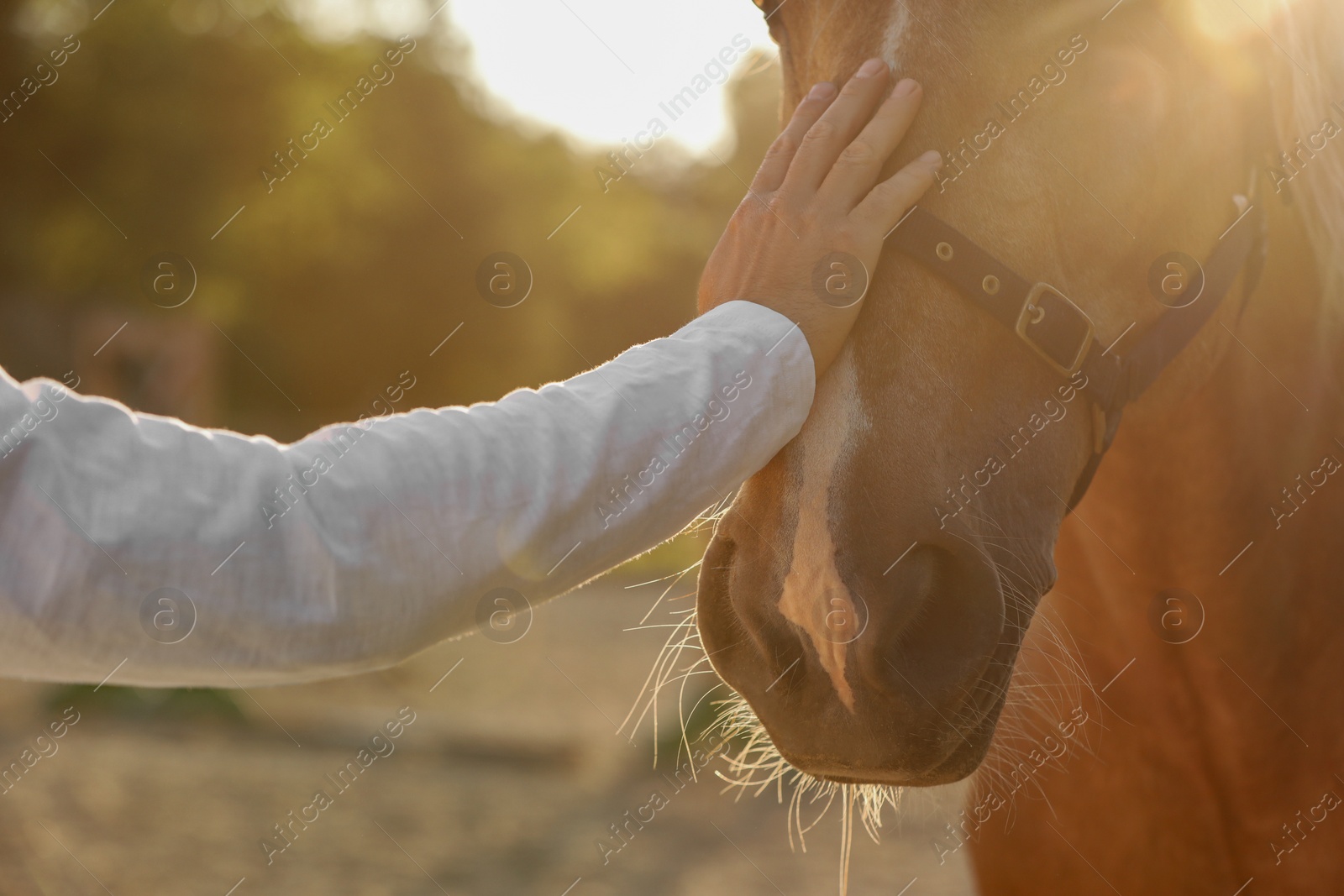 Photo of Man petting adorable horse outdoors on sunny day, closeup. Lovely domesticated pet