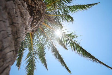 Photo of Beautiful palm tree with green leaves against clear blue sky, low angle view