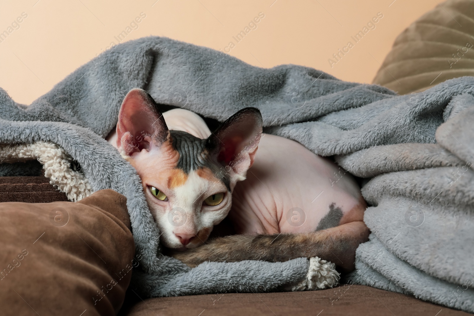 Photo of Cute cat relaxing on sofa at home. Lovely pet