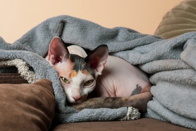 Photo of Cute cat relaxing on sofa at home. Lovely pet