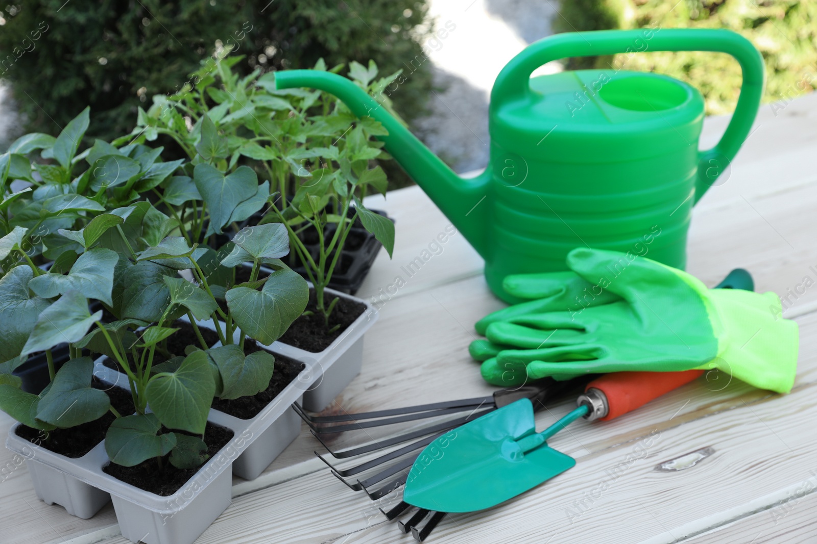Photo of Seedlings growing in plastic containers with soil, gardening tools, rubber gloves and watering can on wooden table outdoors