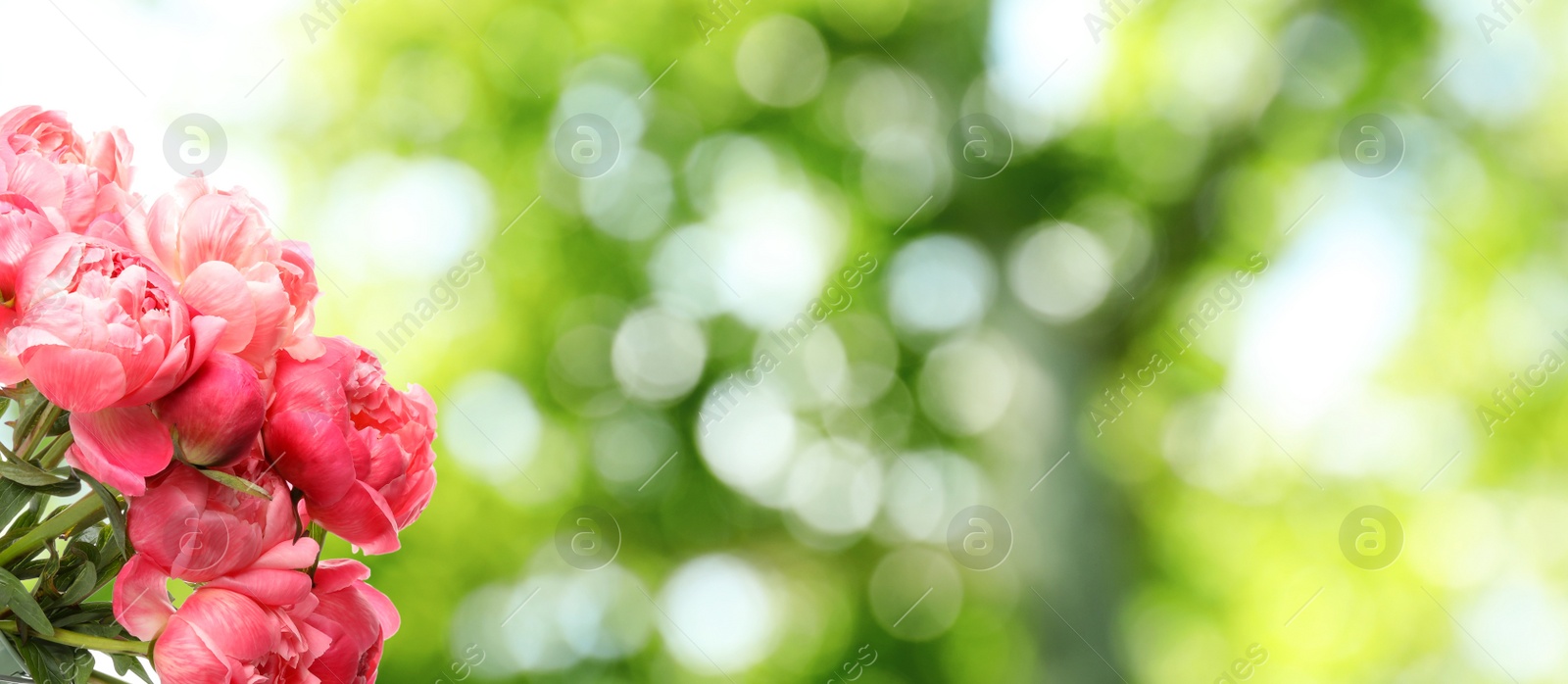 Image of Beautiful pink peonies outdoors on sunny day, space for text. Banner design