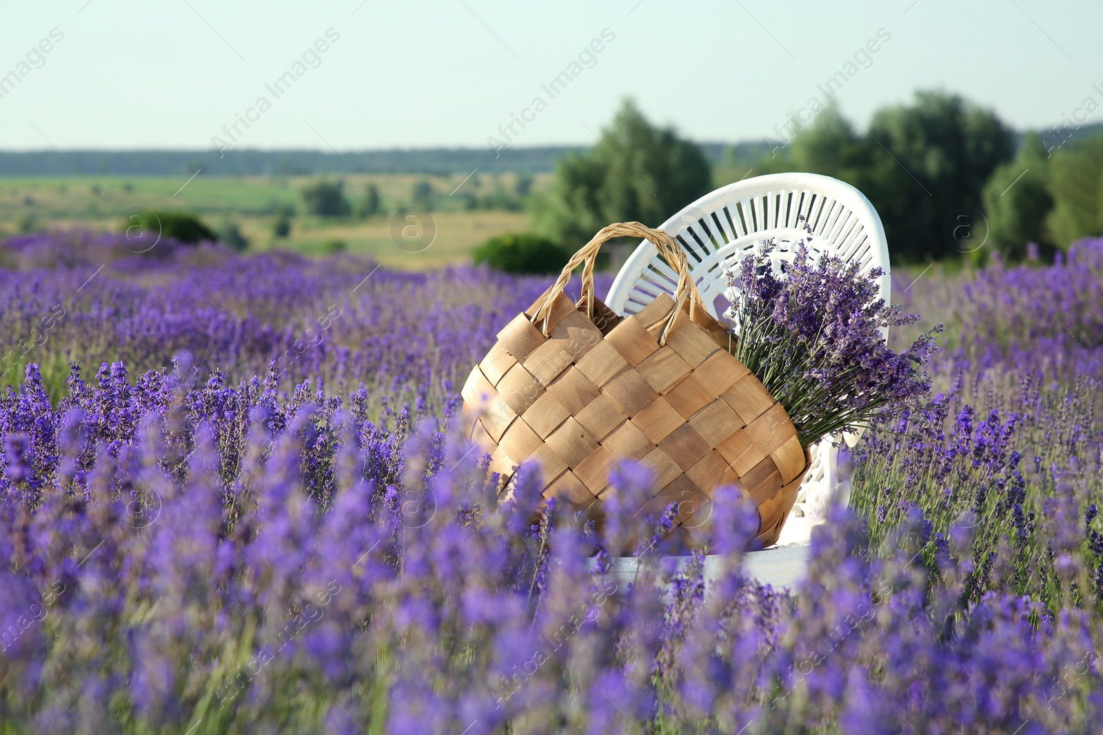 Photo of Wicker bag with beautiful lavender flowers on chair in field outdoors
