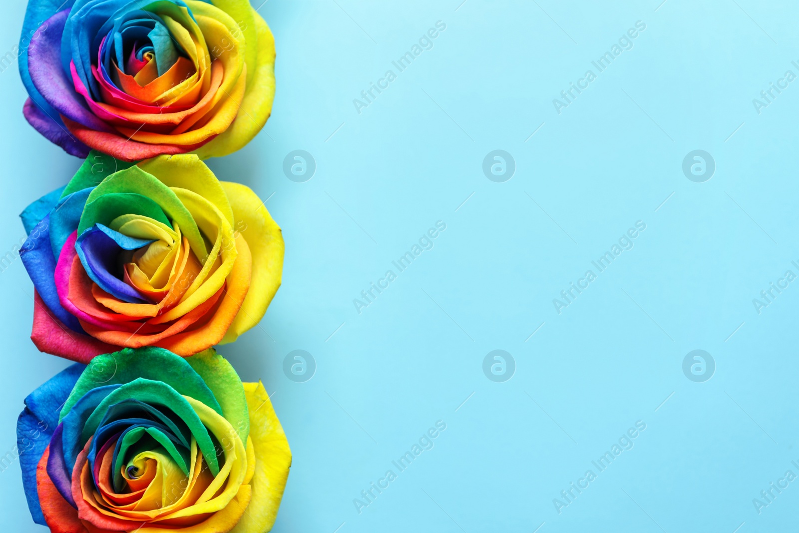 Photo of Rainbow rose flowers on color background, top view