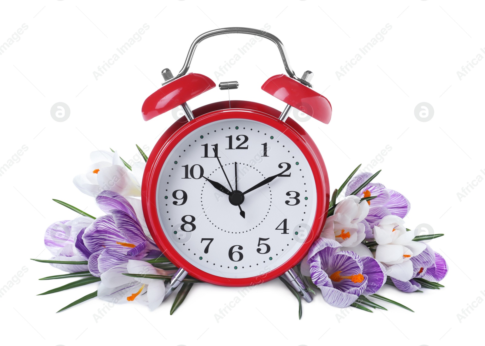 Photo of Red alarm clock and spring flowers on white background. Time change