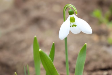 Beautiful snowdrop blooming in field, space for text. First spring flowers